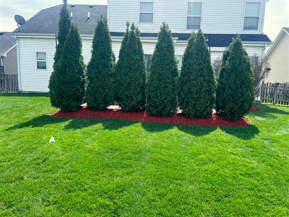 Lawn Dethatching & Restoration