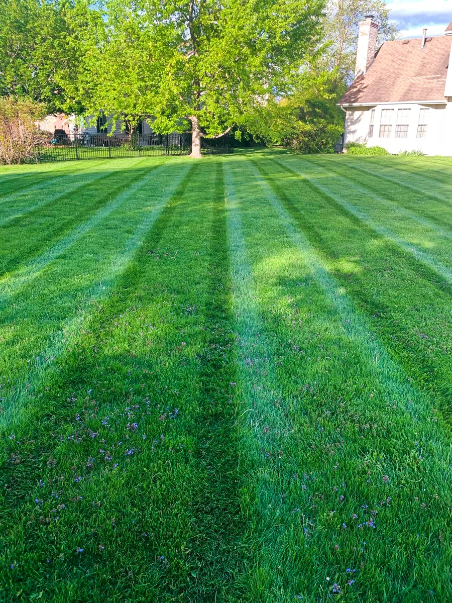 Professional Lawn Edging